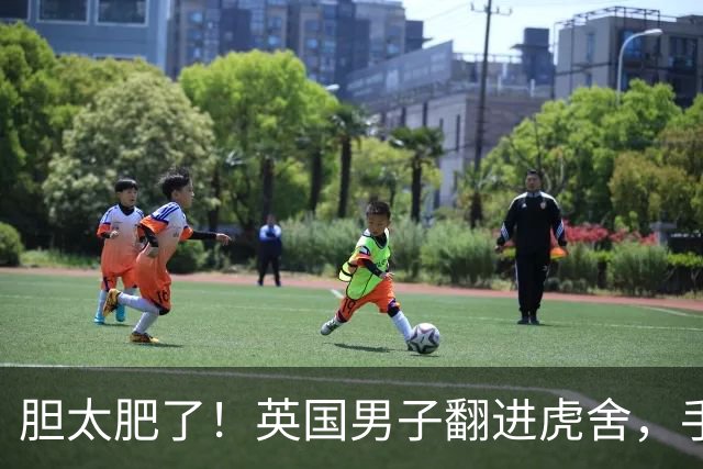 胆太肥了！英国男子翻进虎舍，手指东北虎喊“Stop”，却当场身亡
